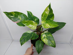 Philodendron White Princess Tricolor