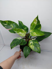 Philodendron White Princess Tricolor