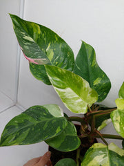 Philodendron White Princess Tricolor