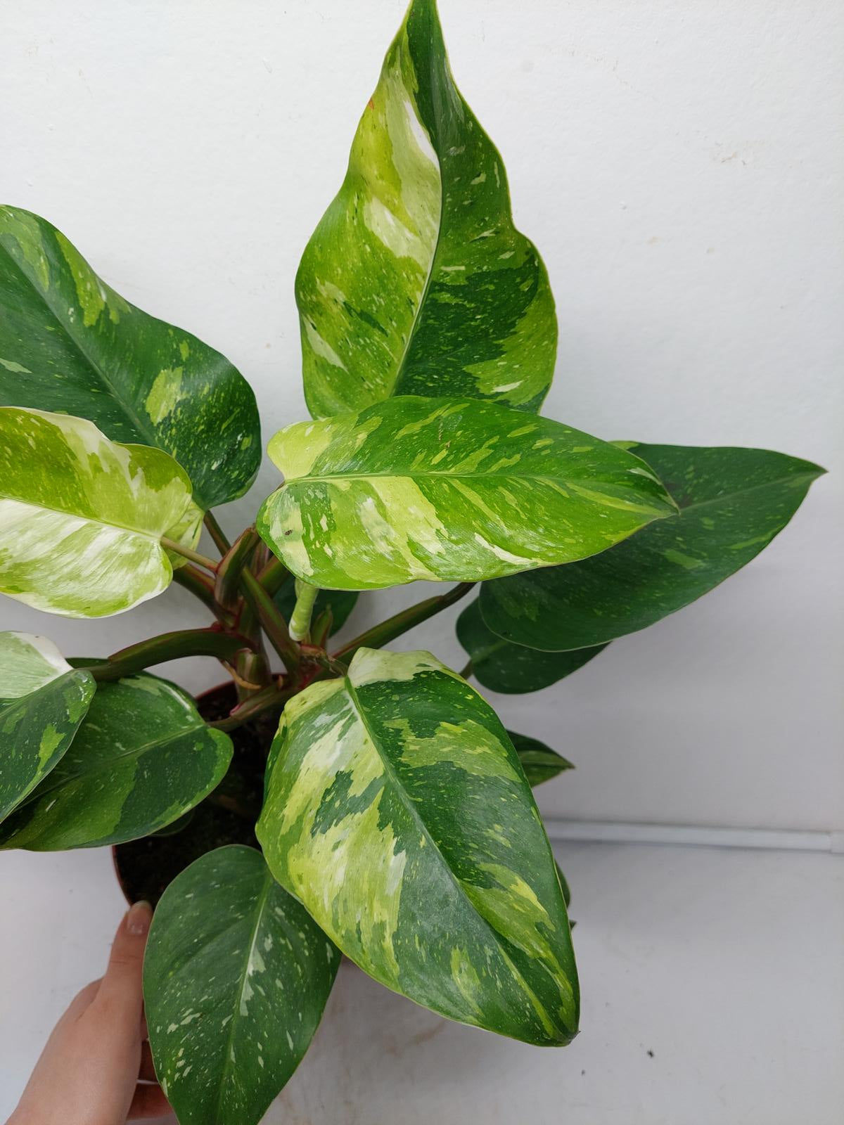 Philodendron White Princess Tricolor