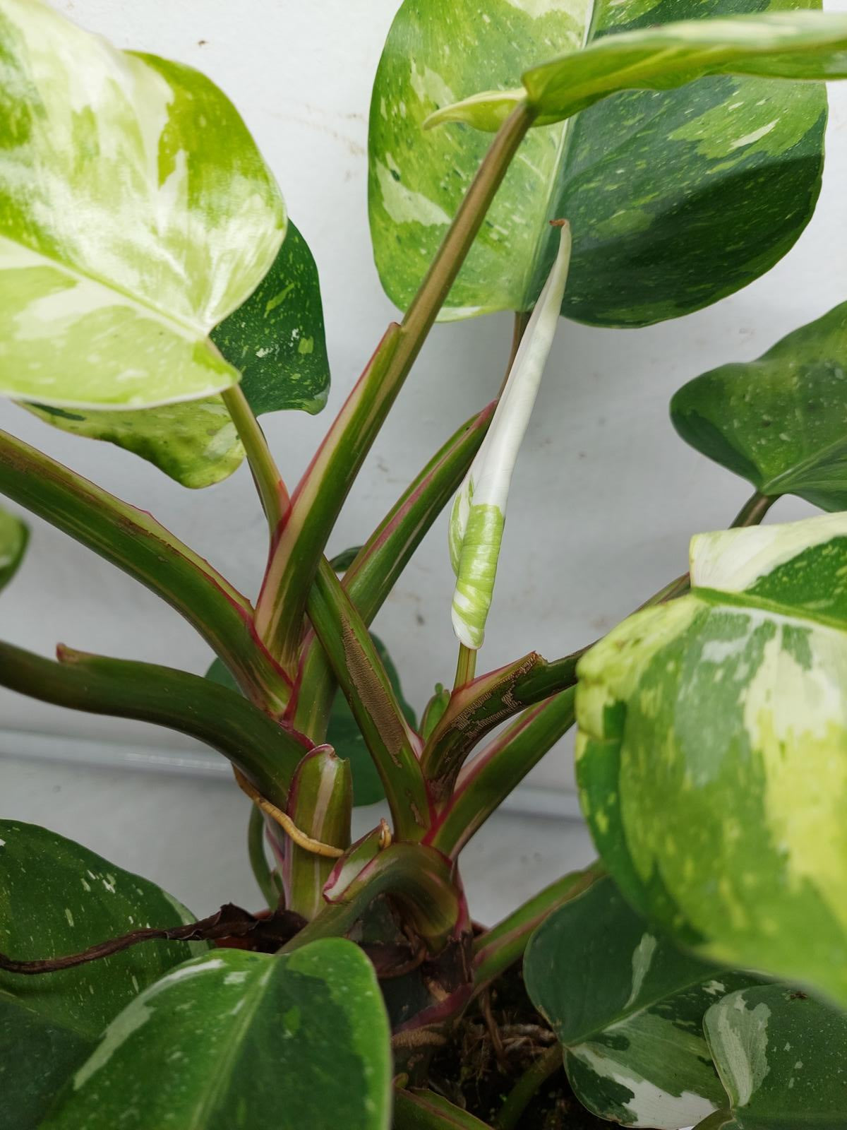 Philodendron White Princess Tricolor