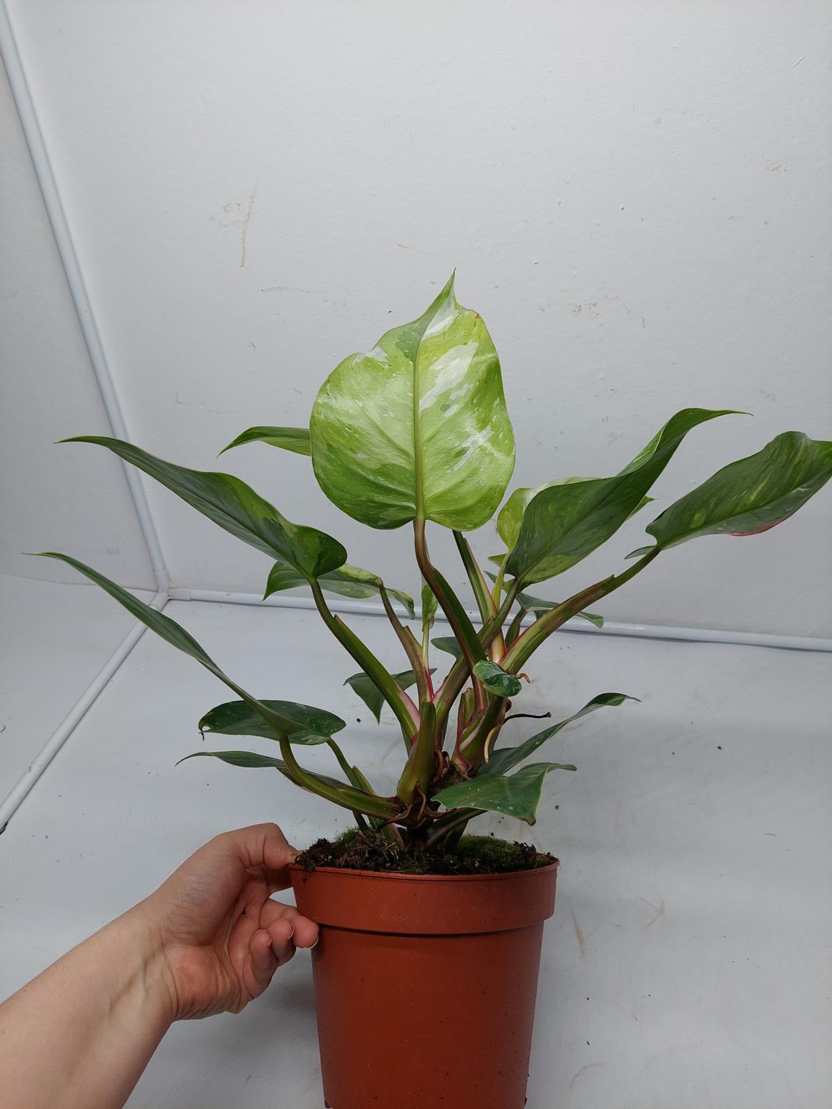 Philodendron White Princess Tricolor