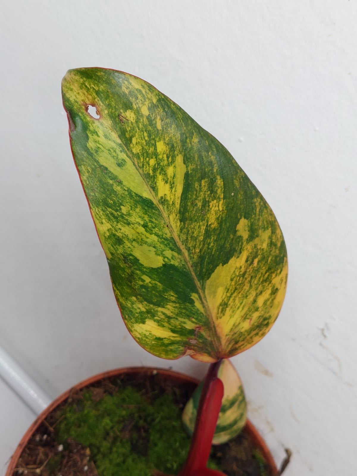 Philodendron Strawberry Shake