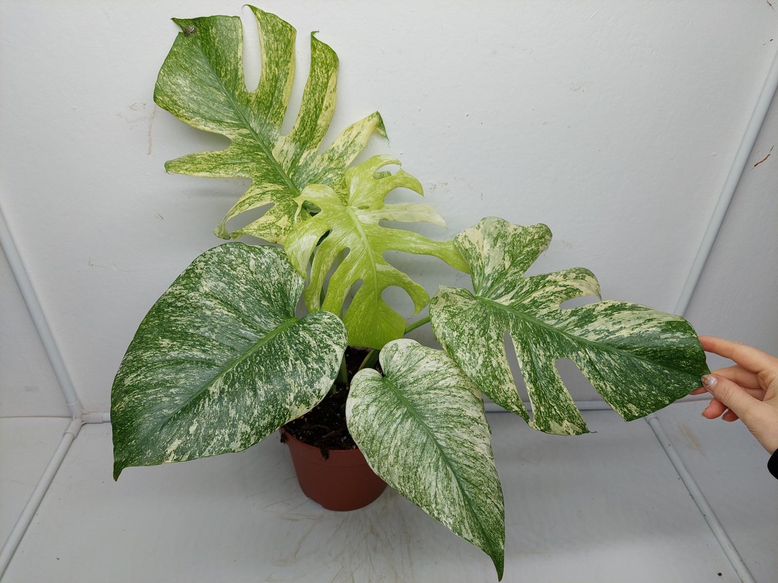 Monstera Mint Adult