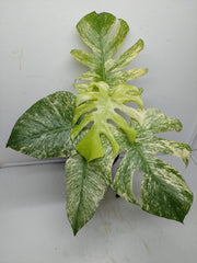 Monstera Mint Adult