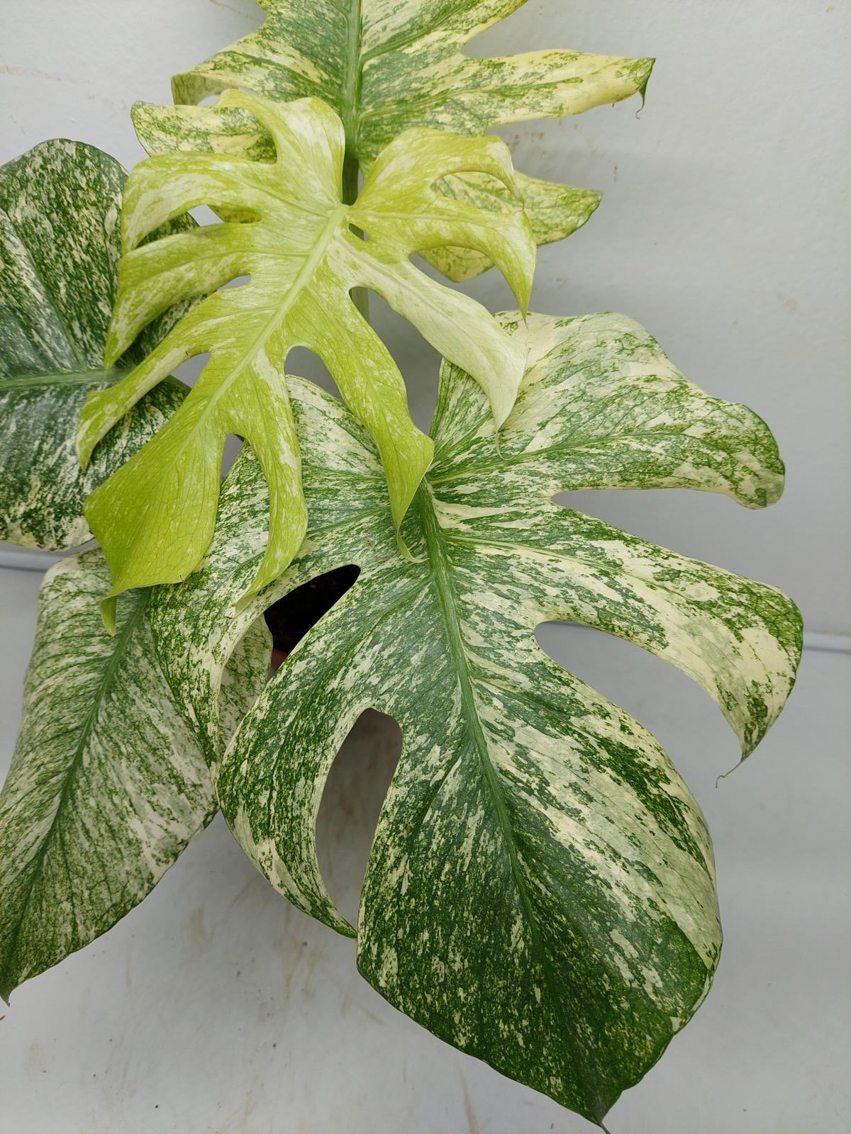 Monstera Mint Adult