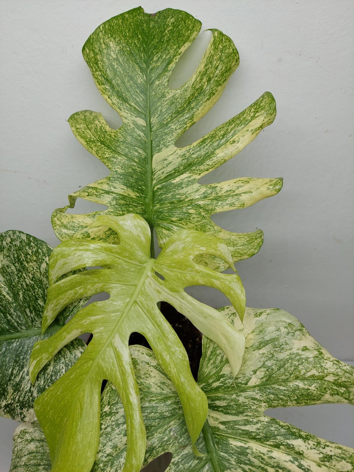 Monstera Mint Adult