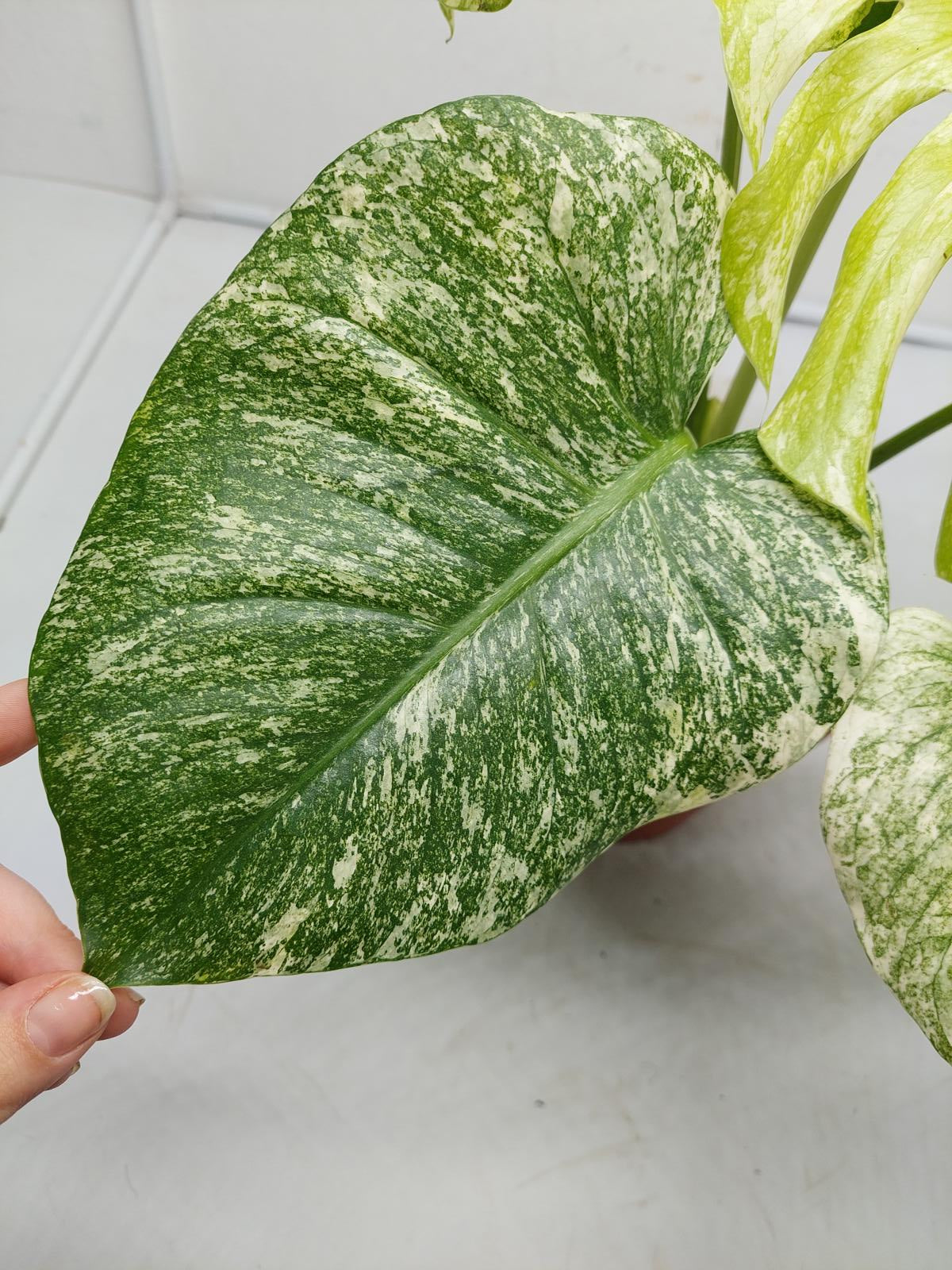 Monstera Mint Adult