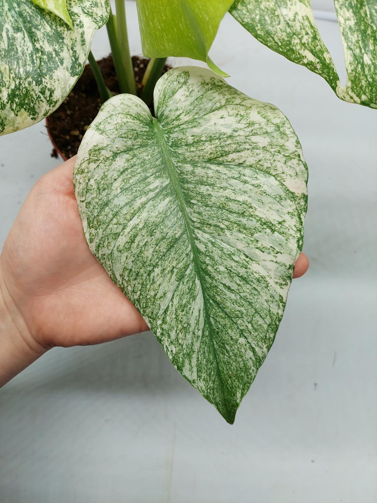 Monstera Mint Adult