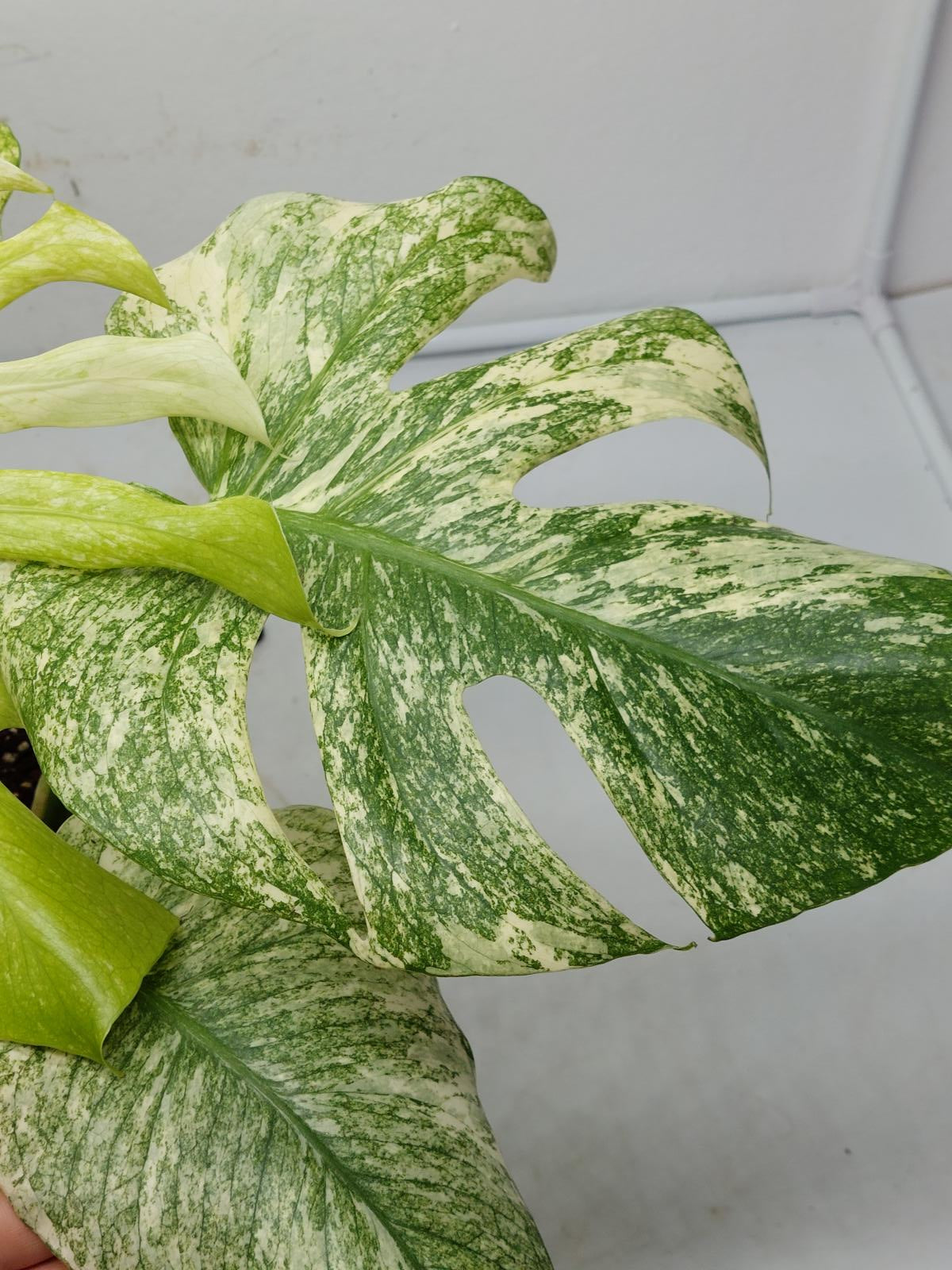 Monstera Mint Adult