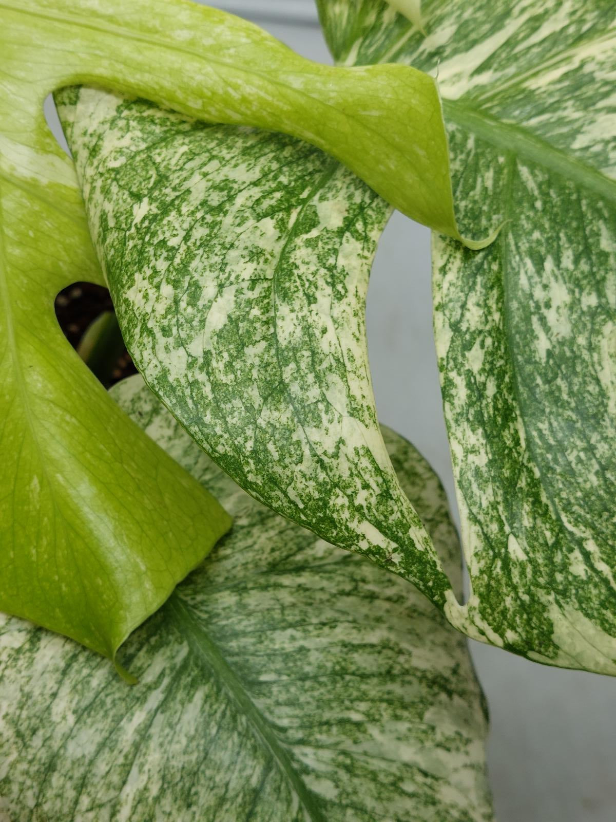 Monstera Mint Adult