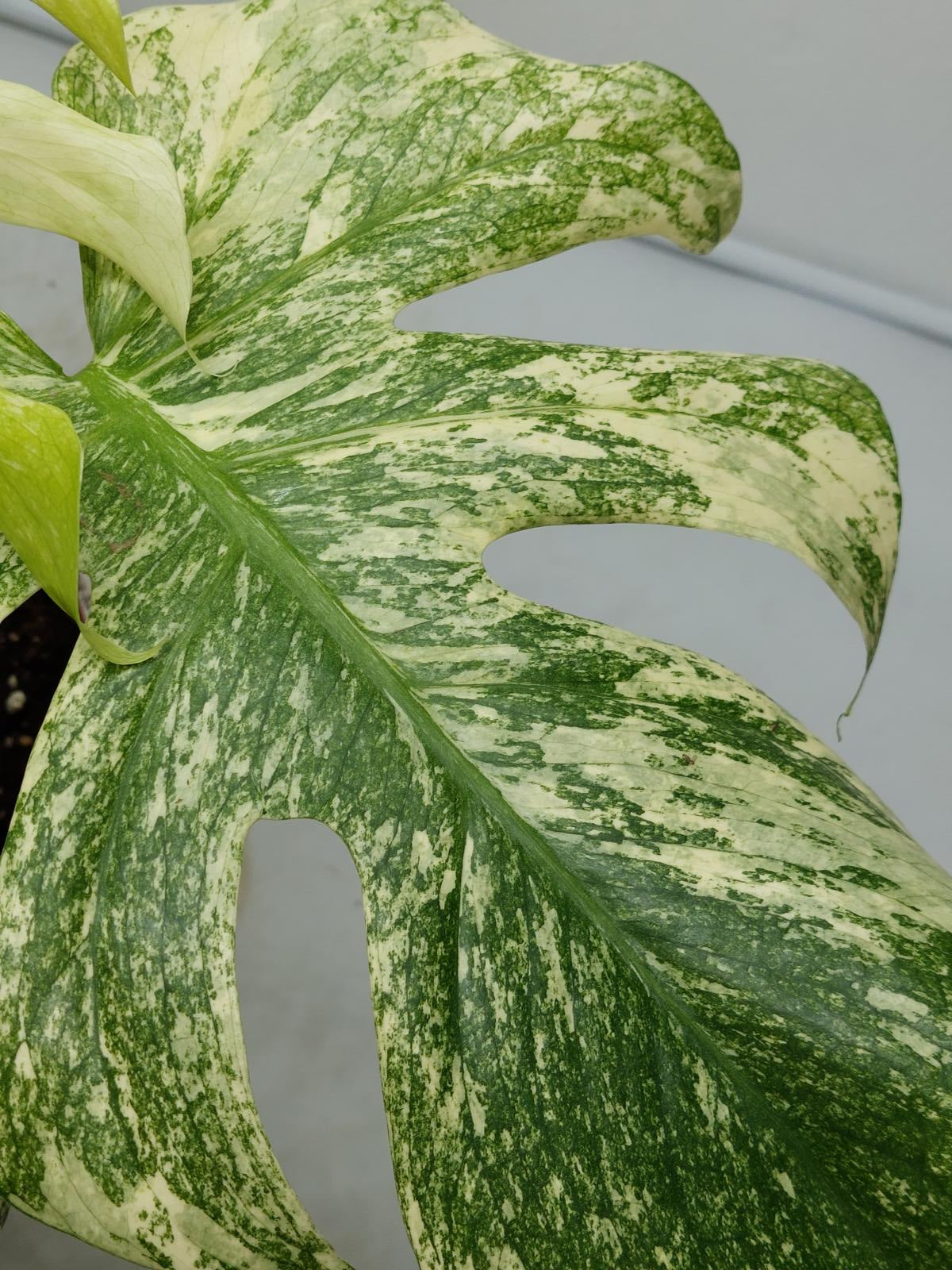 Monstera Mint Adult