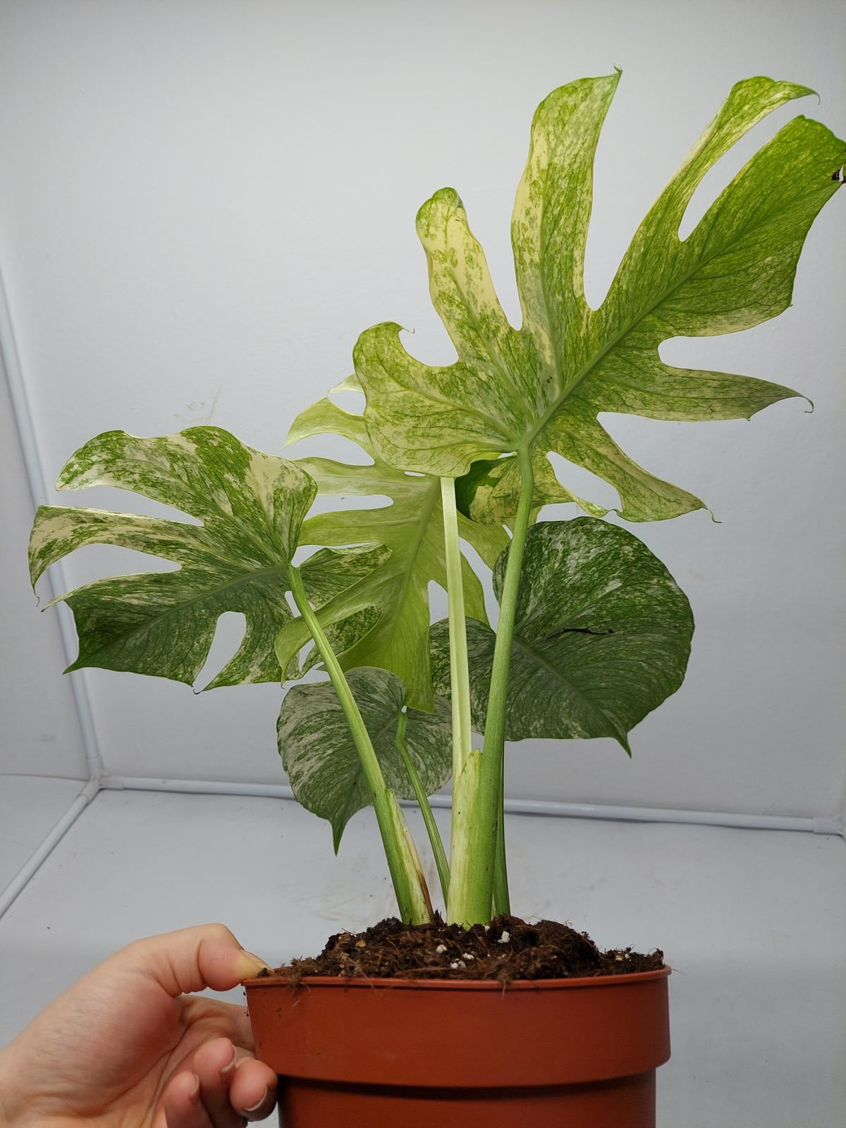 Monstera Mint Adult