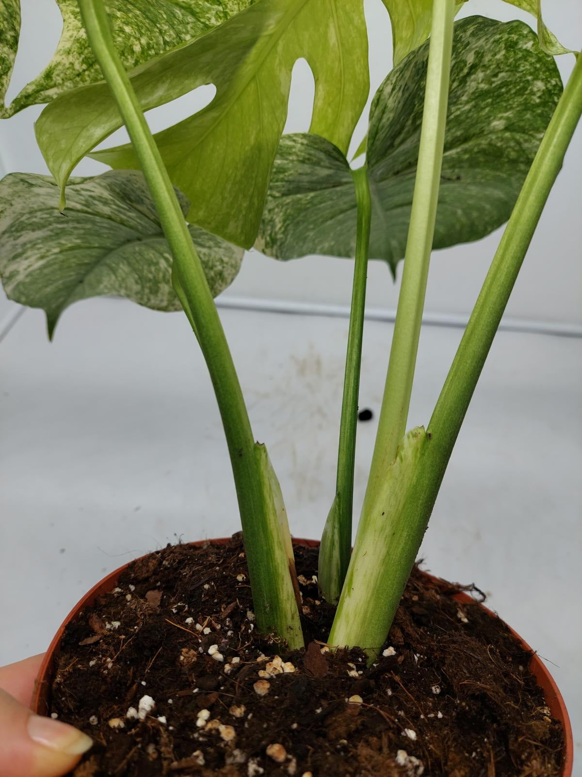 Monstera Mint Adult