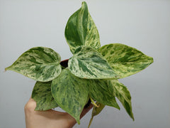 Philodendron Hederaceum Oxycardium Variegata