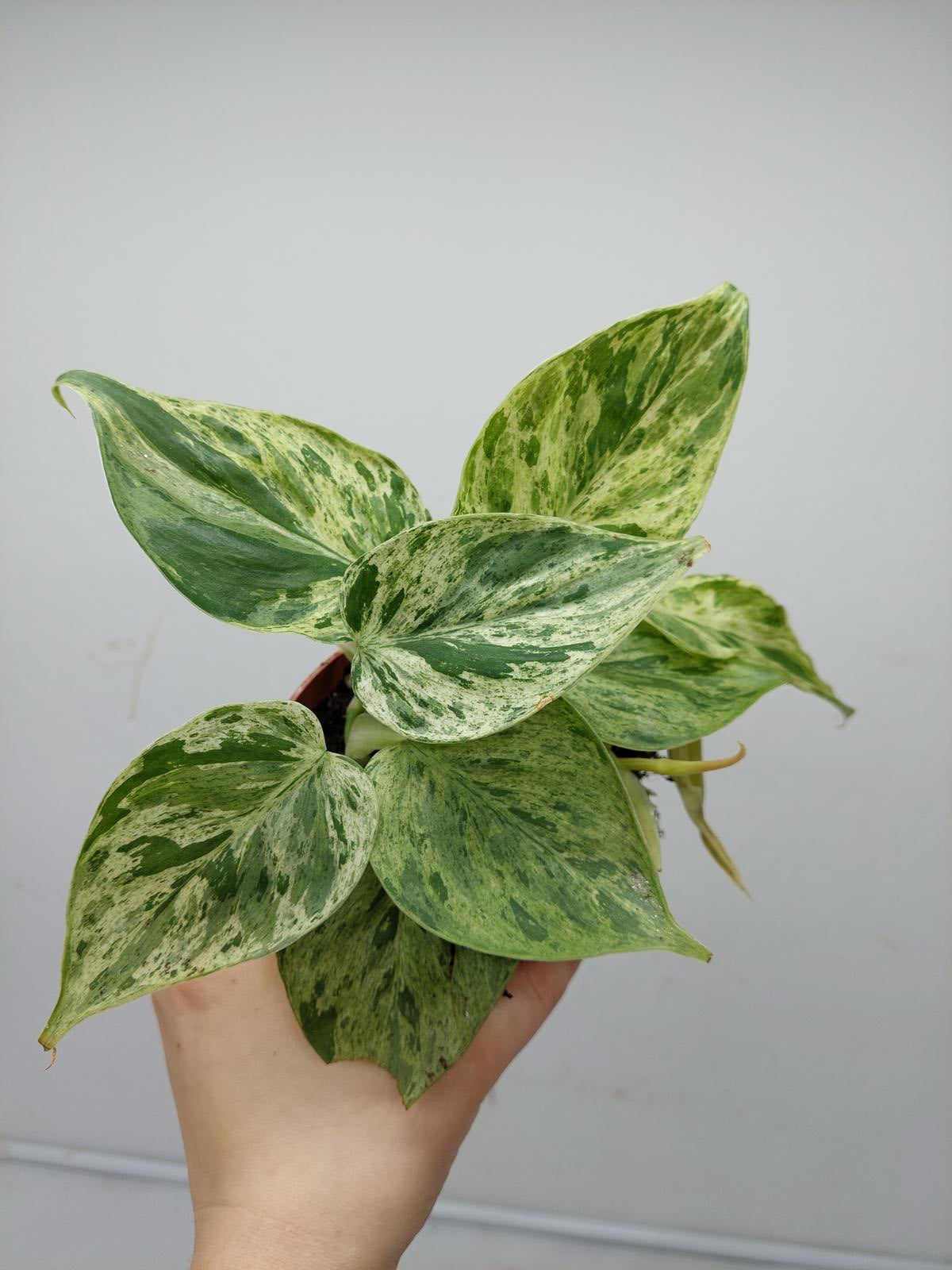 Philodendron Hederaceum Oxycardium Variegata