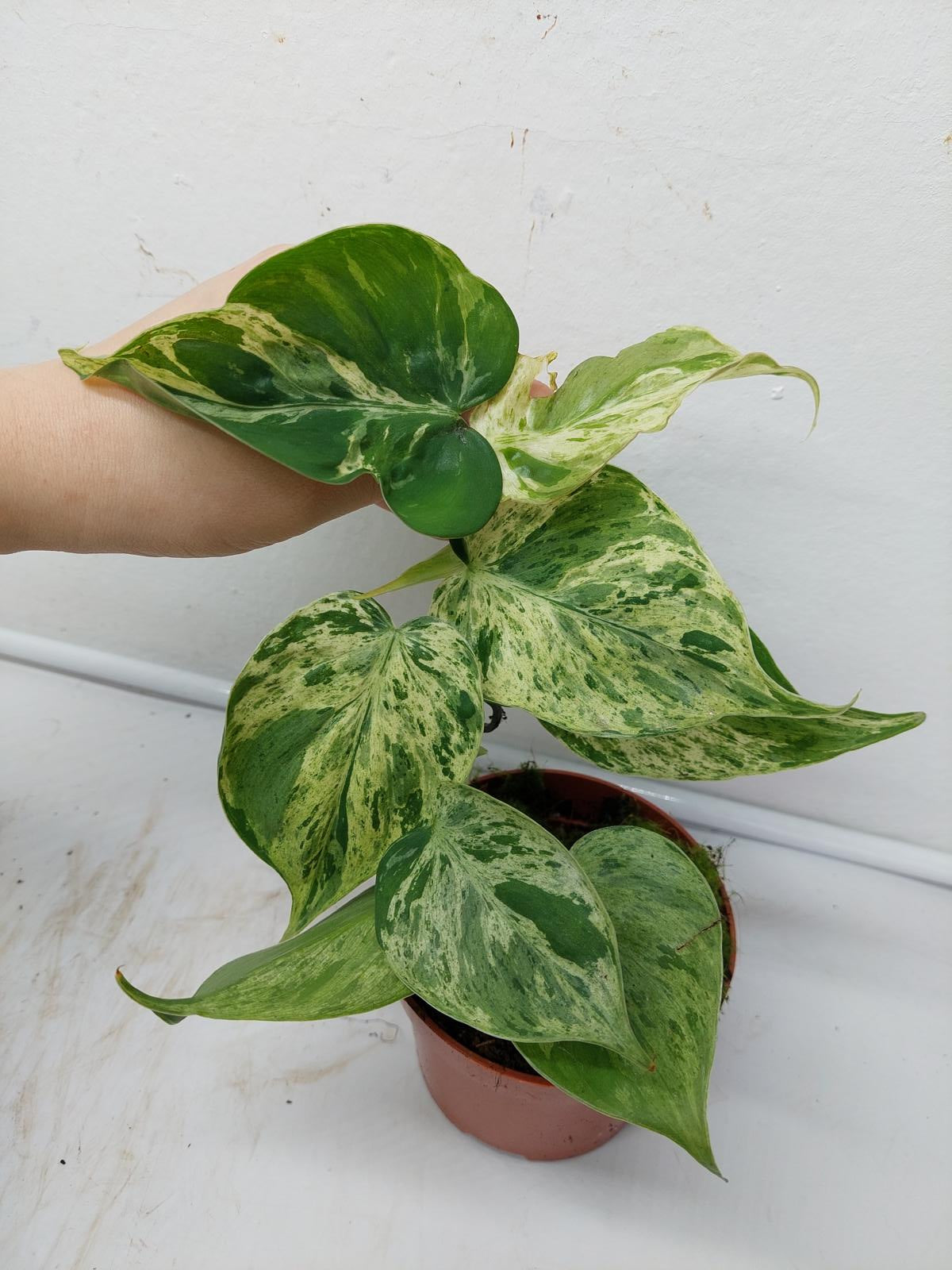 Philodendron Hederaceum Oxycardium Variegata