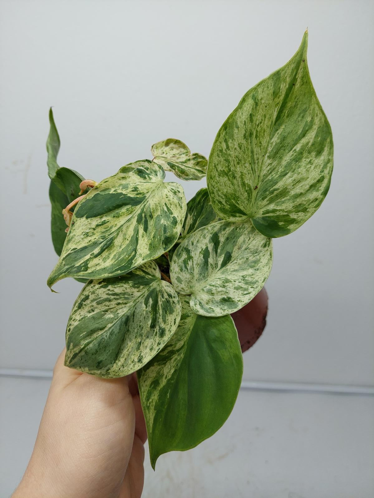 Philodendron Hederaceum Oxycardium Variegata