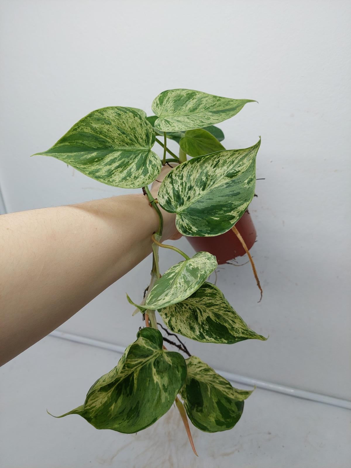 Philodendron Hederaceum Oxycardium Variegata