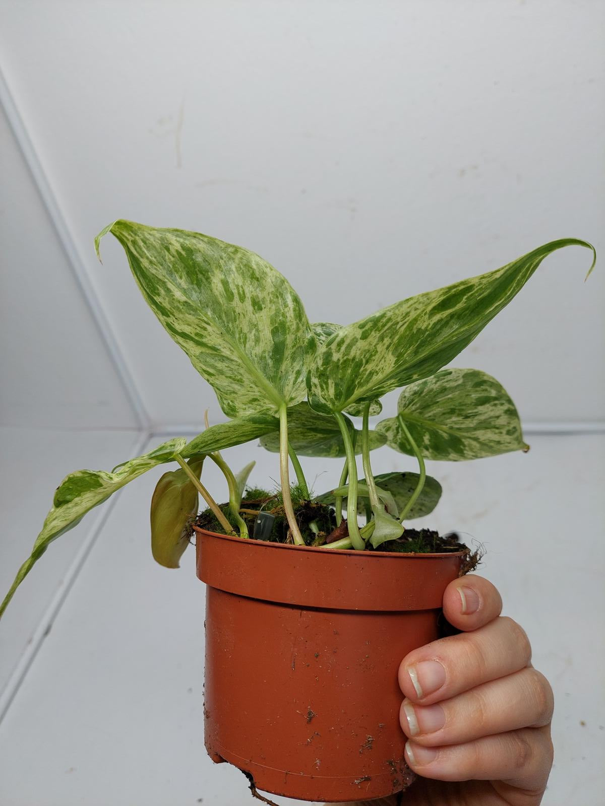 Philodendron Hederaceum Oxycardium Variegata