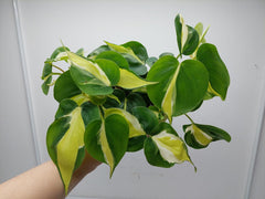 Philodendron Cream Splash