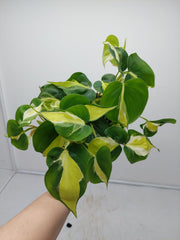 Philodendron Cream Splash