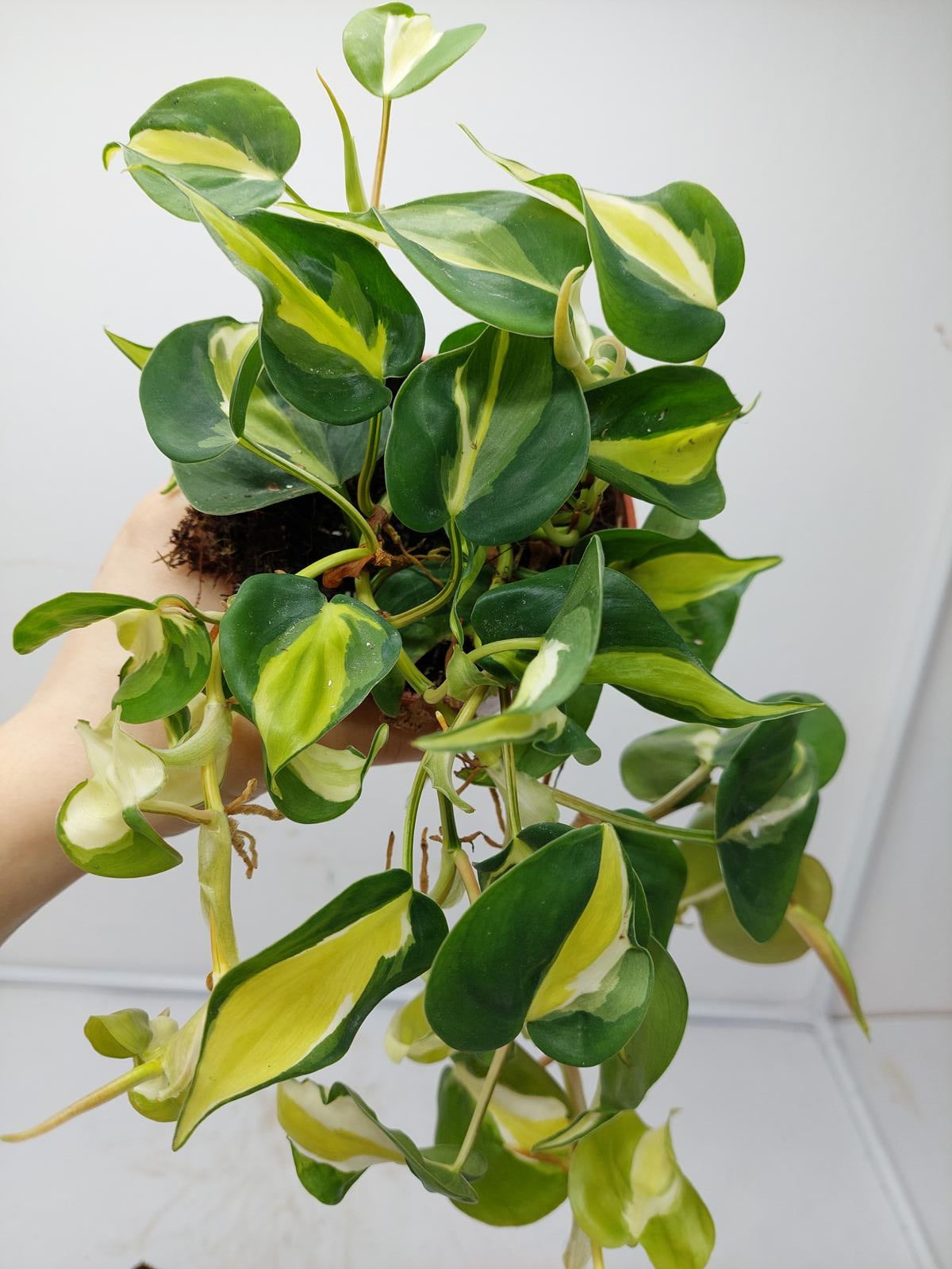 Philodendron Cream Splash