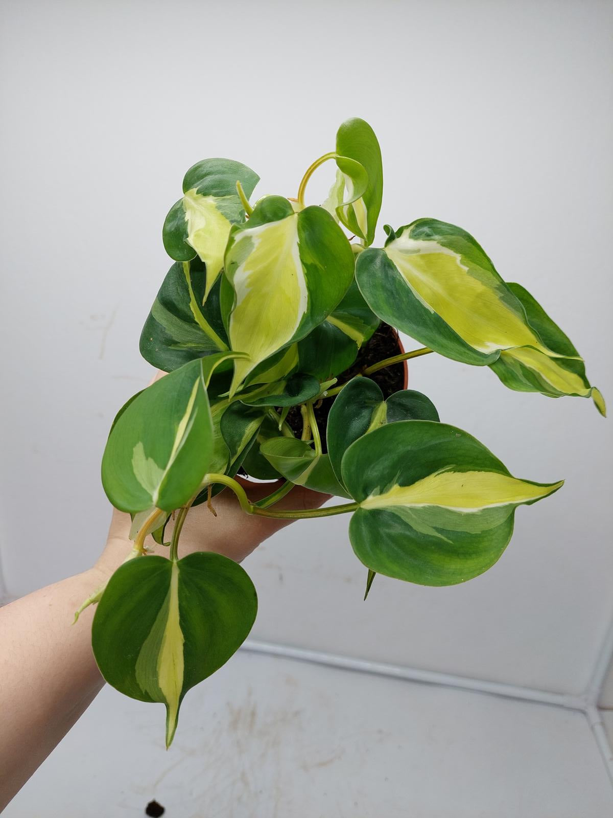 Philodendron Cream Splash