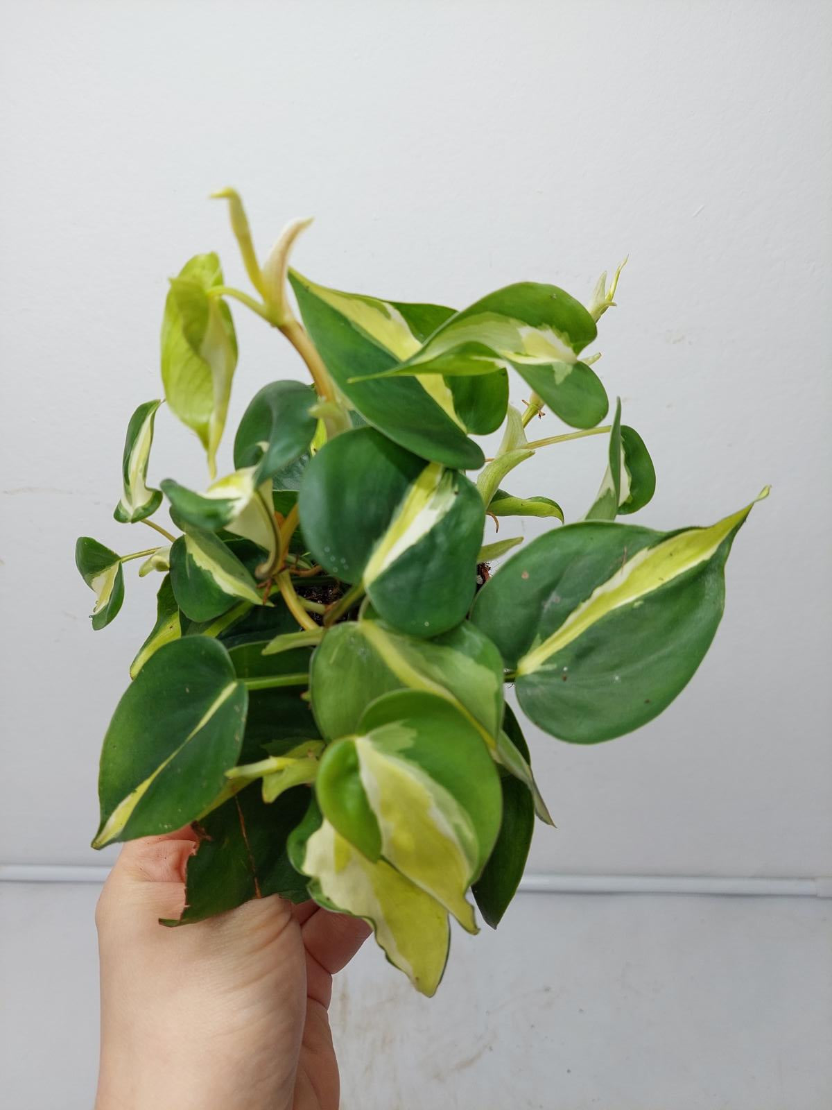 Philodendron Cream Splash