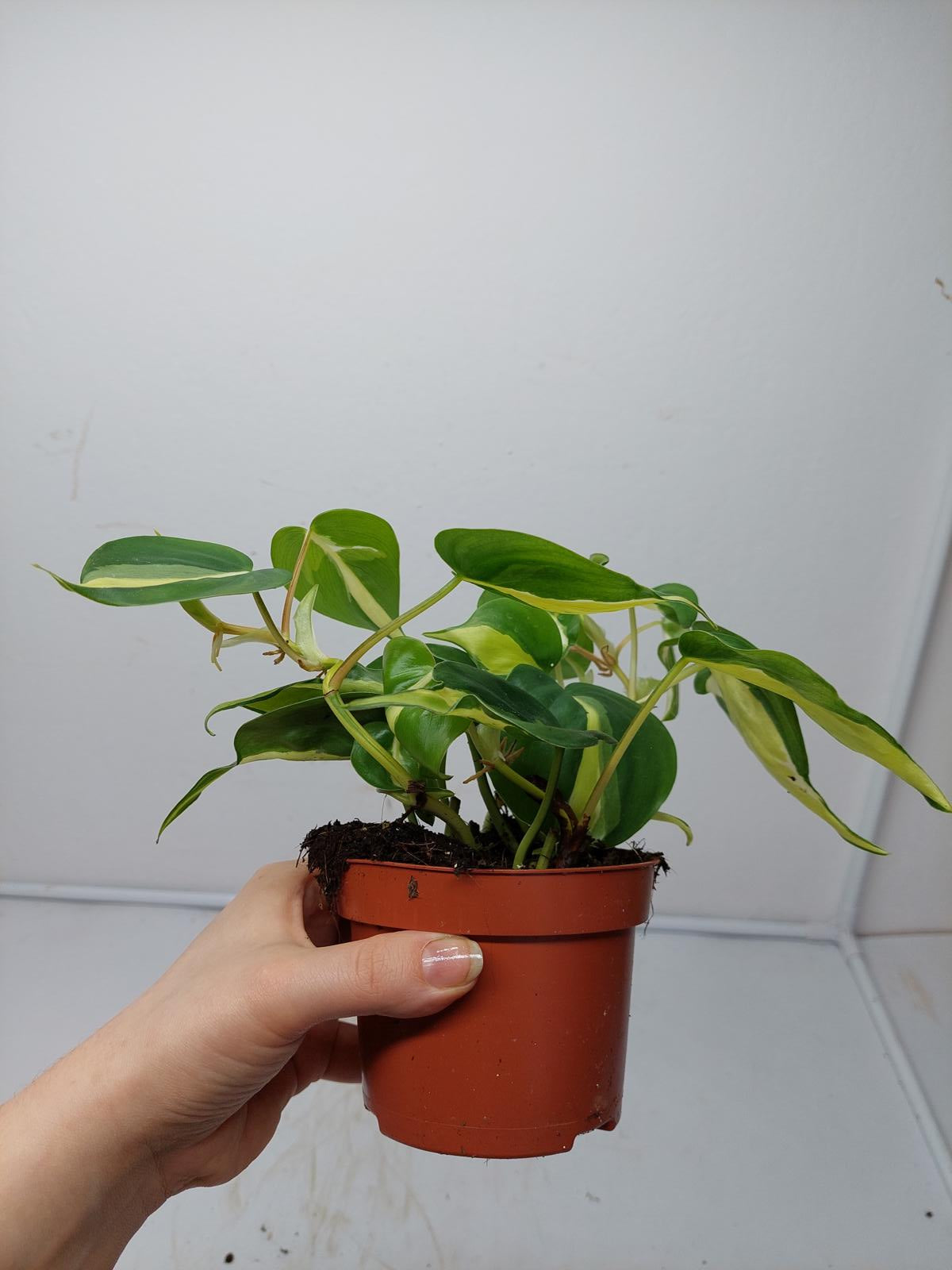 Philodendron Cream Splash