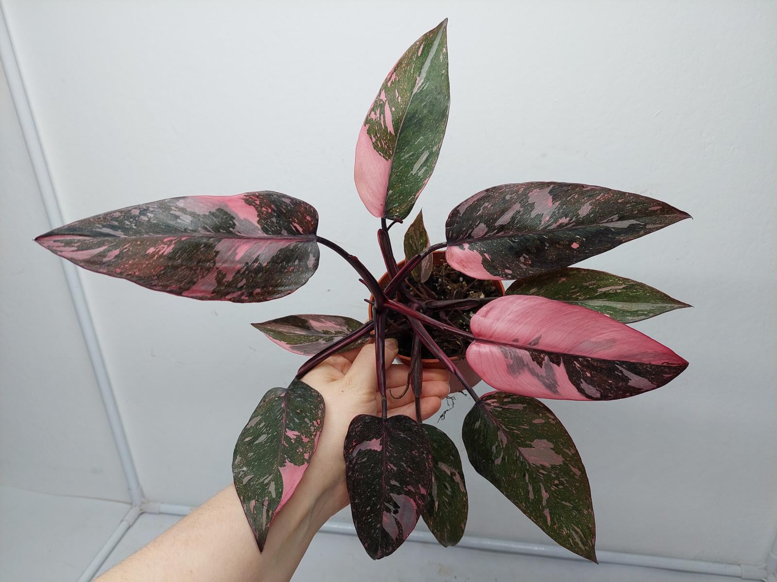 Philodendron Pink Princess Marble