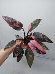 Philodendron Pink Princess Marble