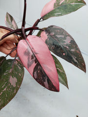 Philodendron Pink Princess Marble