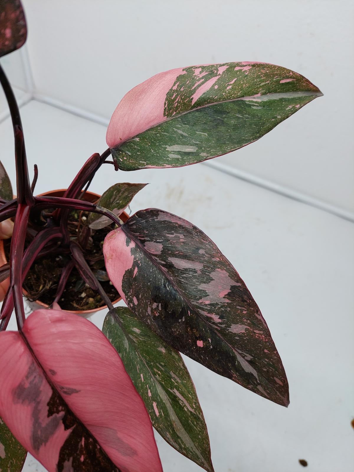 Philodendron Pink Princess Marble