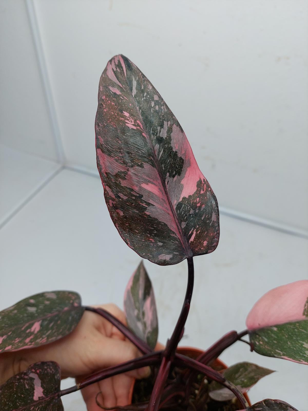 Philodendron Pink Princess Marble