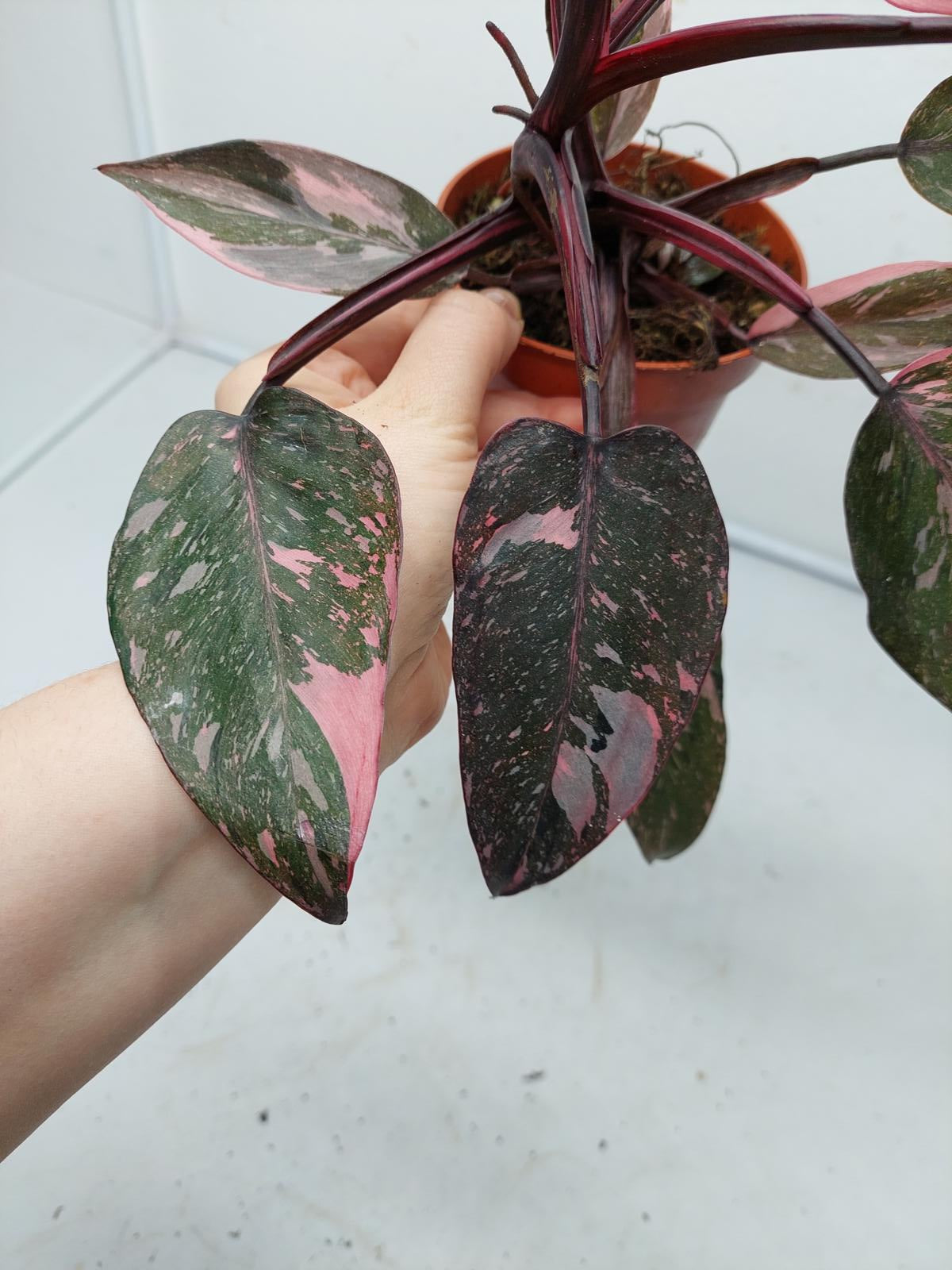 Philodendron Pink Princess Marble