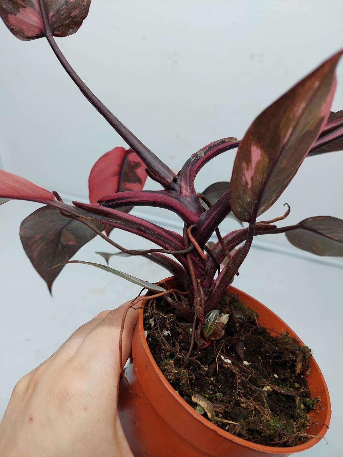 Philodendron Pink Princess Marble