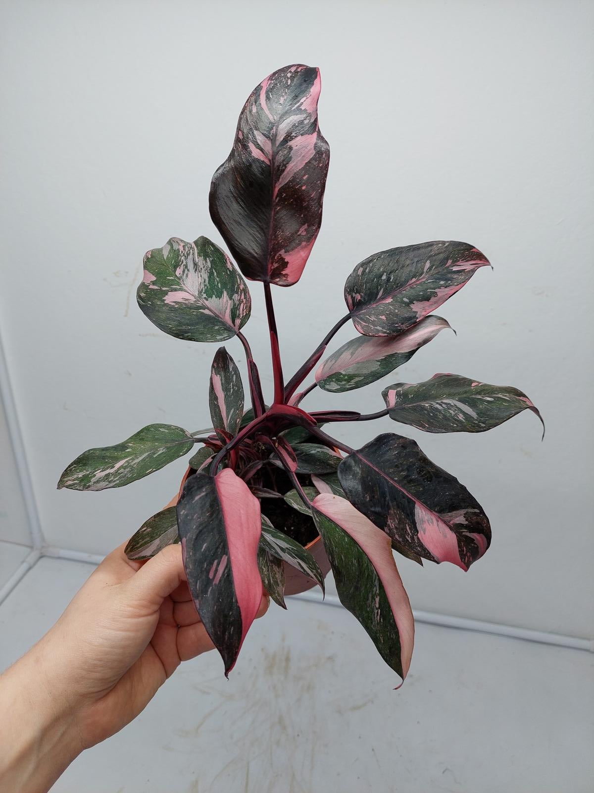 Philodendron Pink Princess Marble