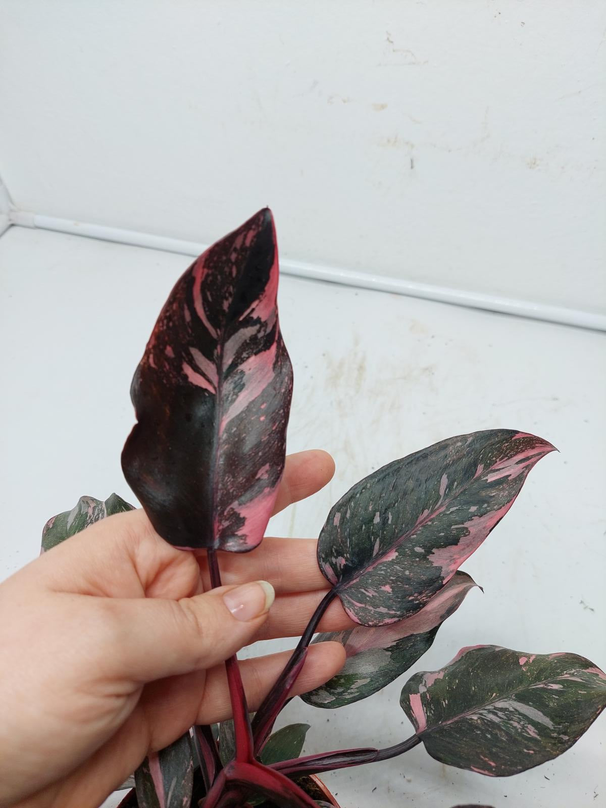 Philodendron Pink Princess Marble