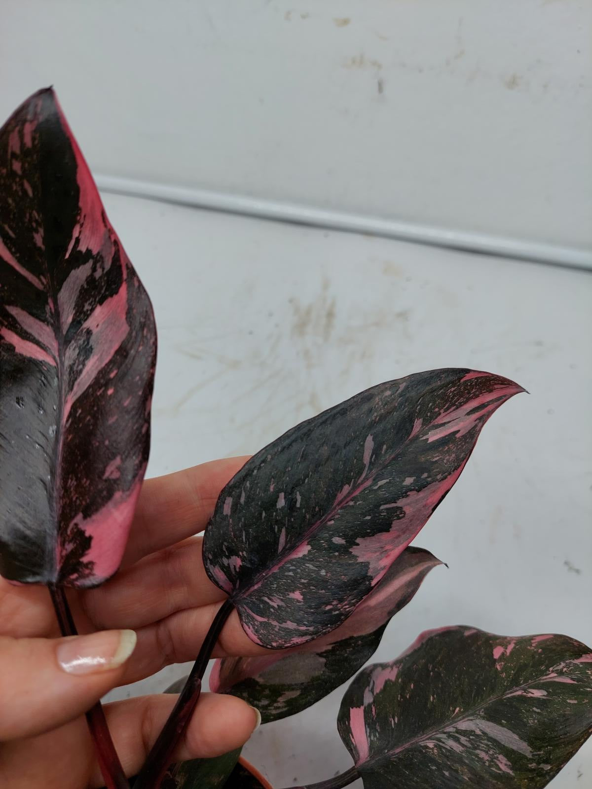 Philodendron Pink Princess Marble