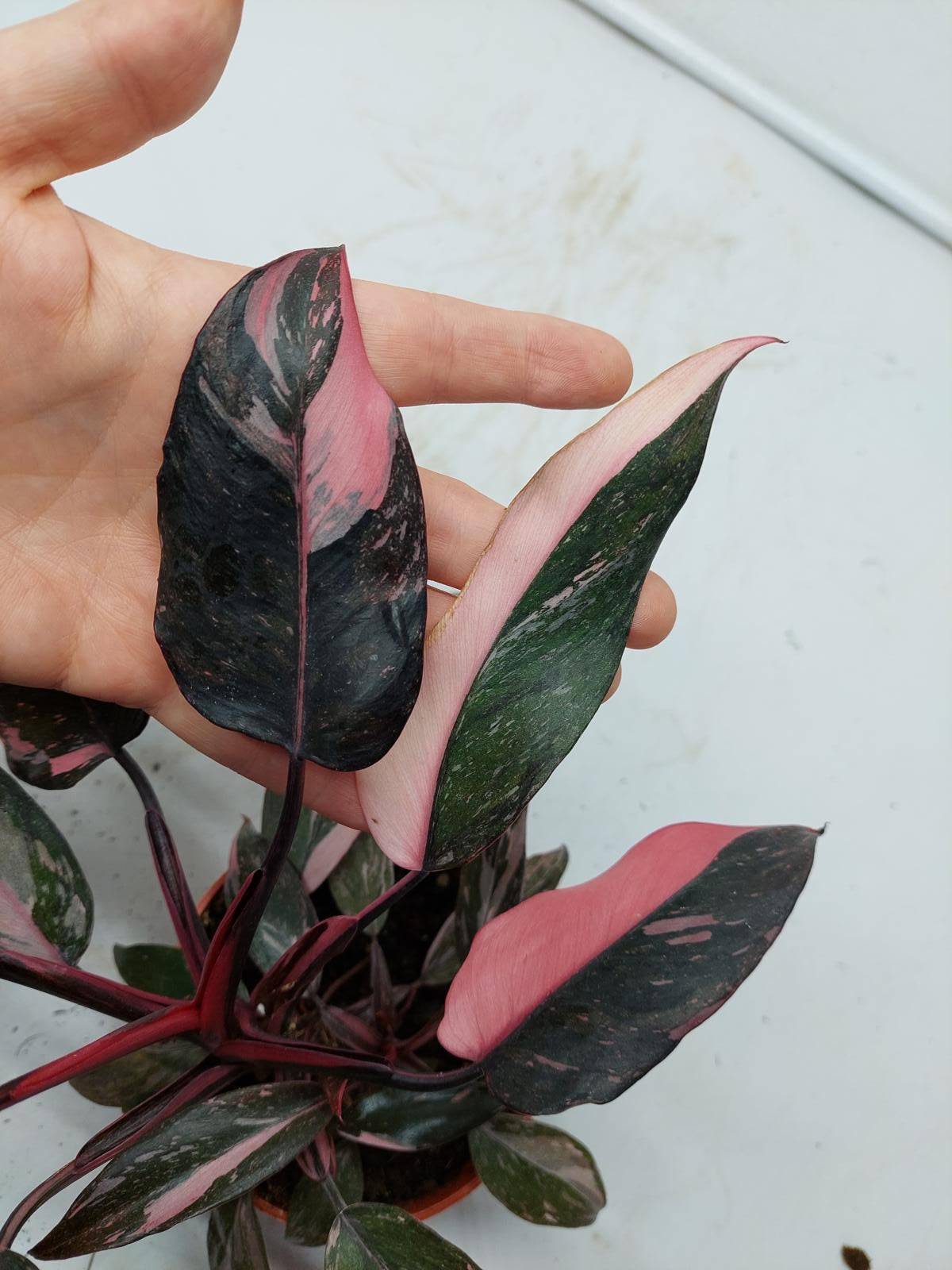 Philodendron Pink Princess Marble