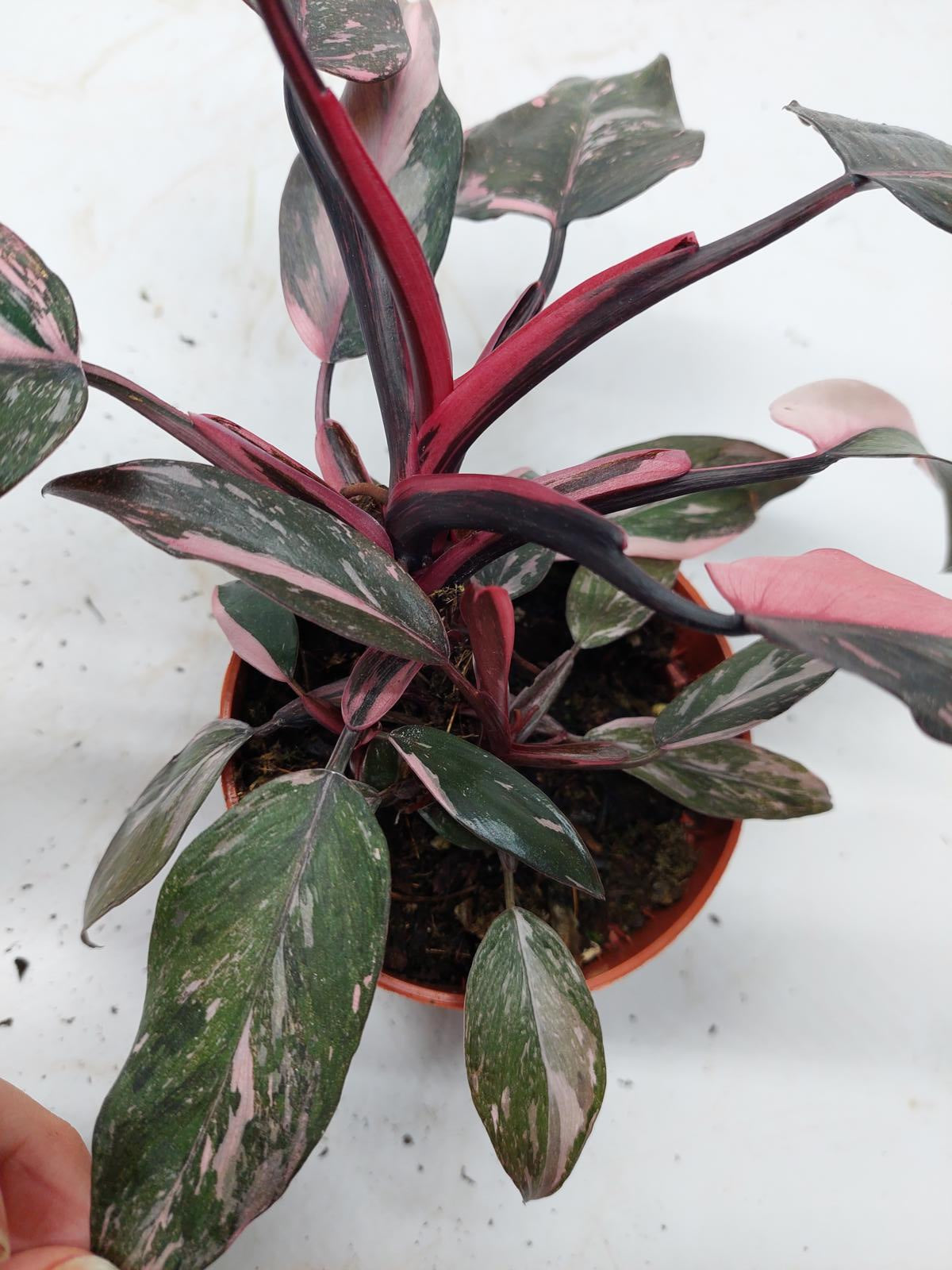 Philodendron Pink Princess Marble