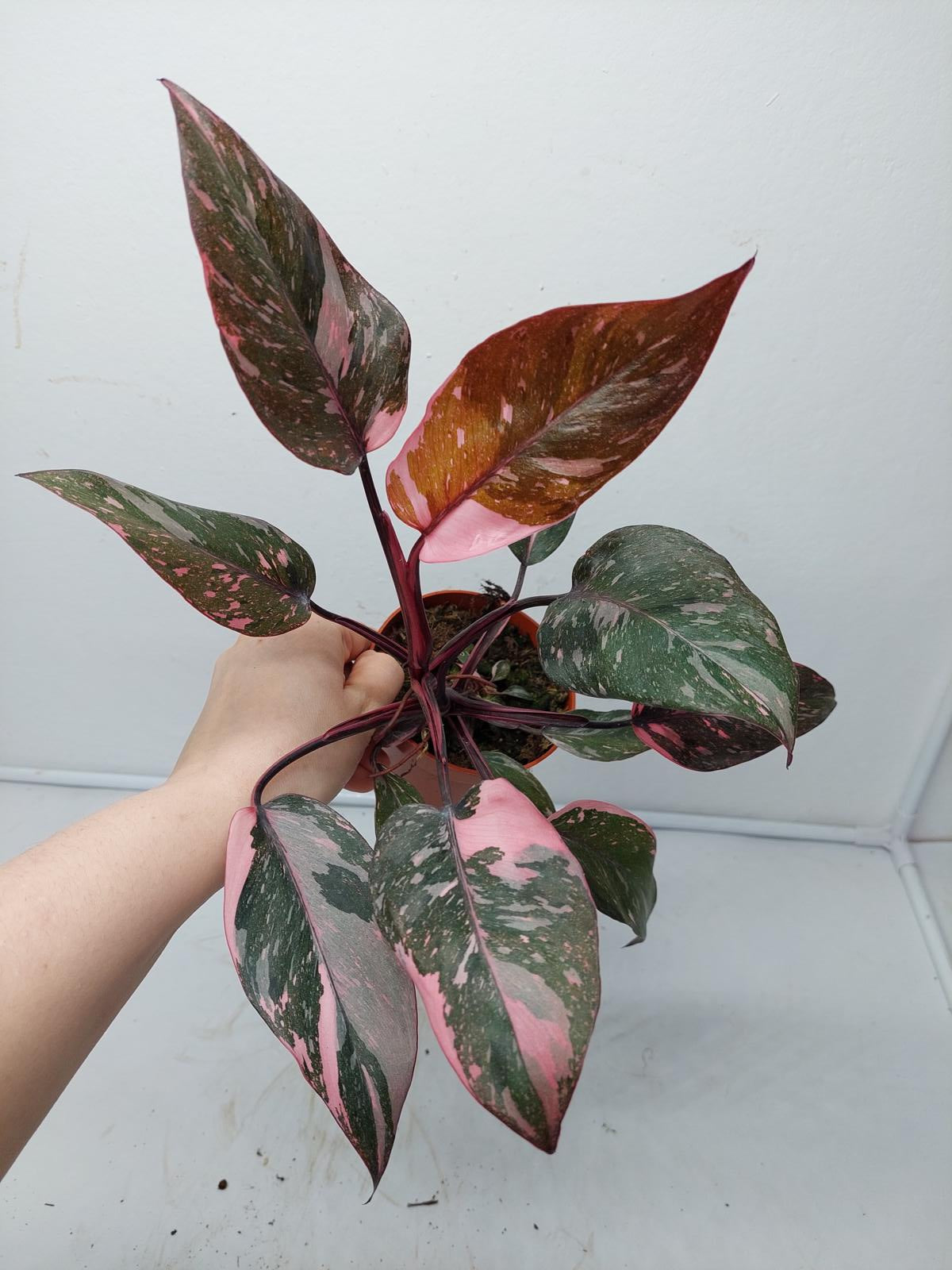 Philodendron Pink Princess Marble