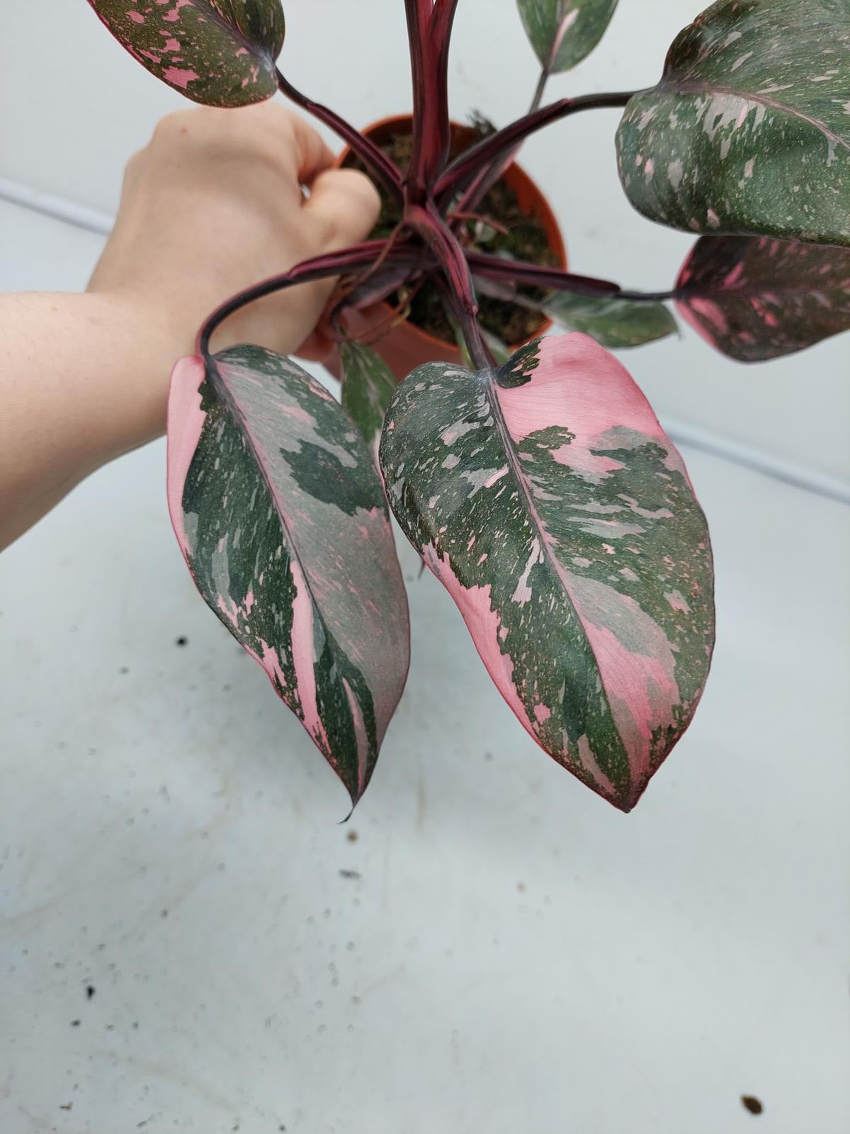 Philodendron Pink Princess Marble