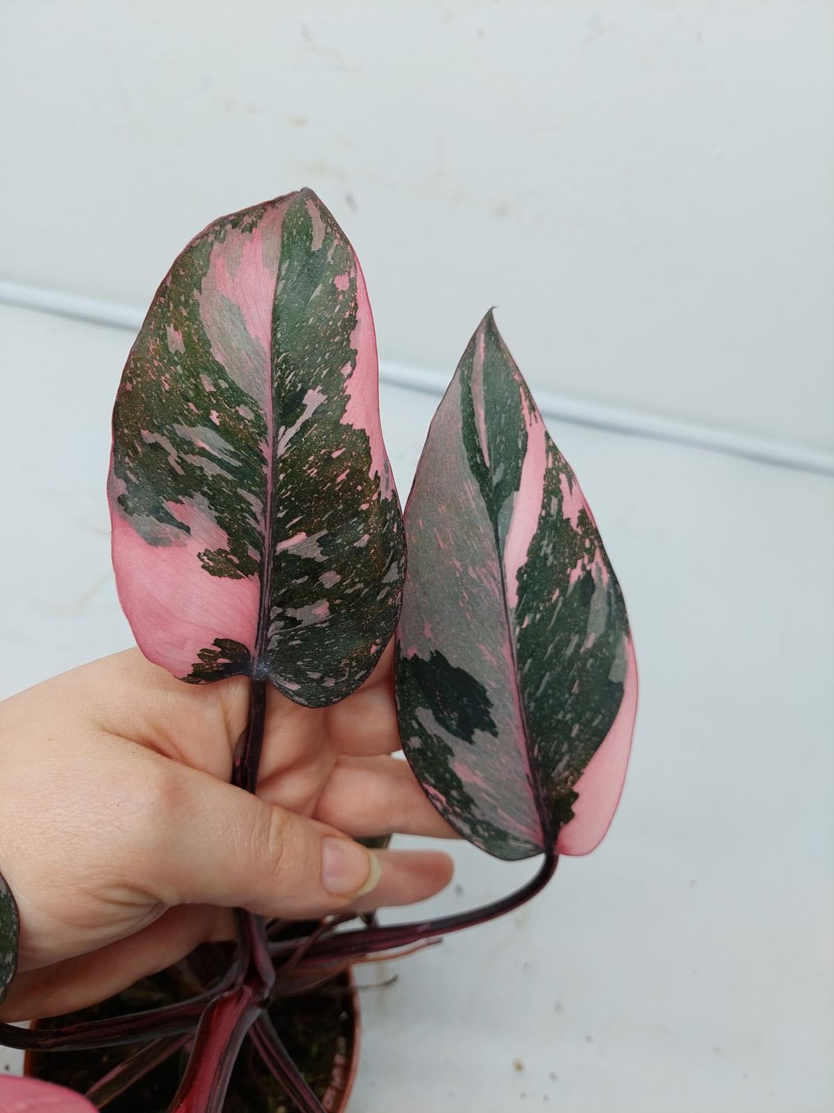 Philodendron Pink Princess Marble