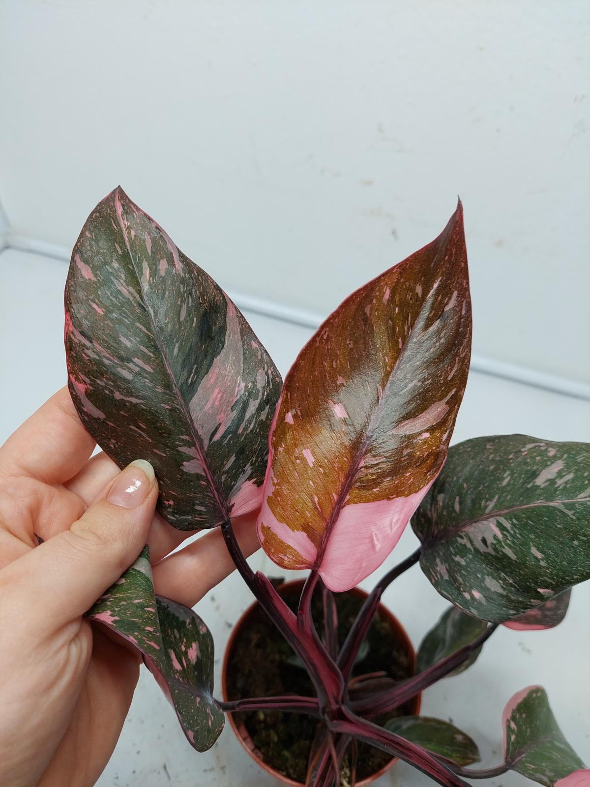 Philodendron Pink Princess Marble