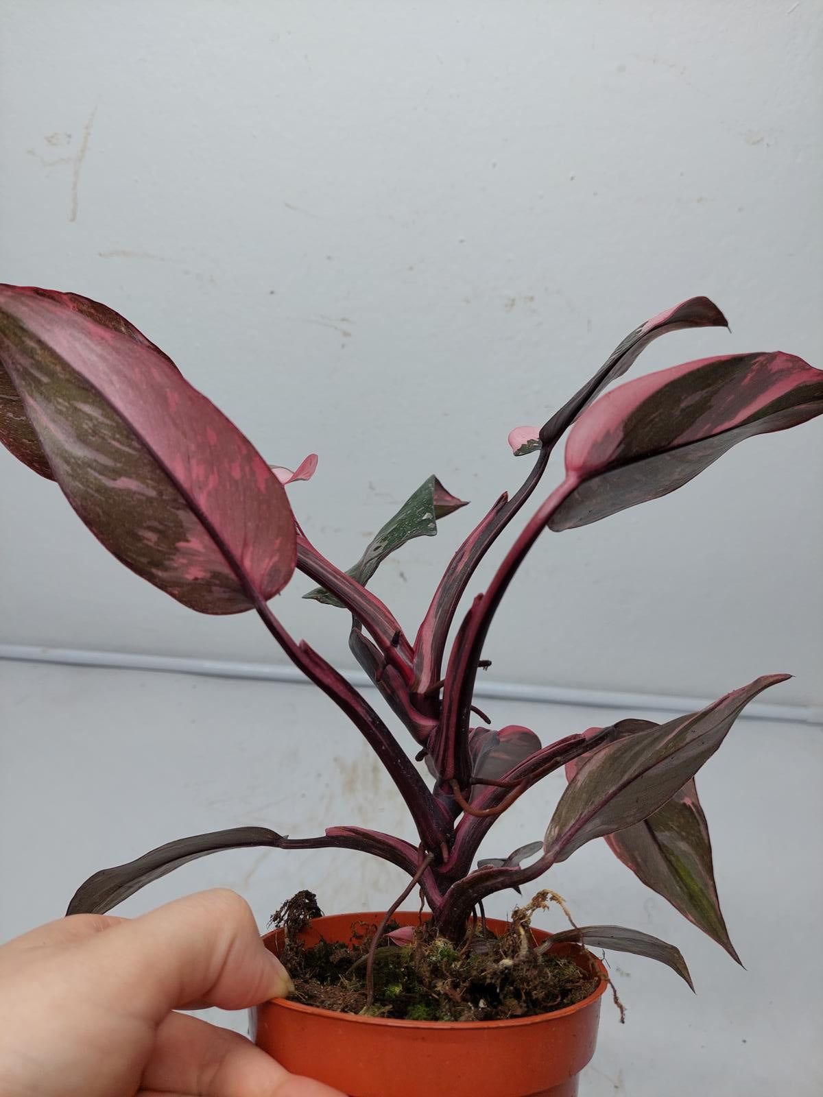 Philodendron Pink Princess Marble