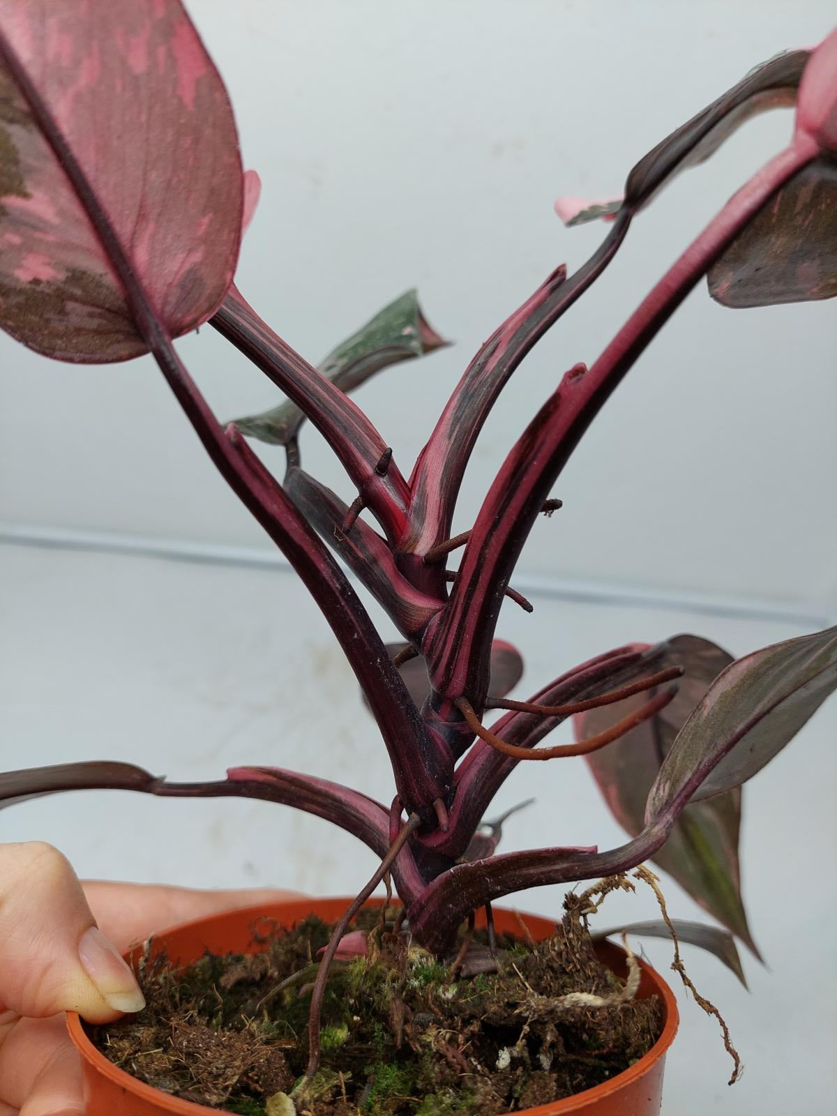 Philodendron Pink Princess Marble