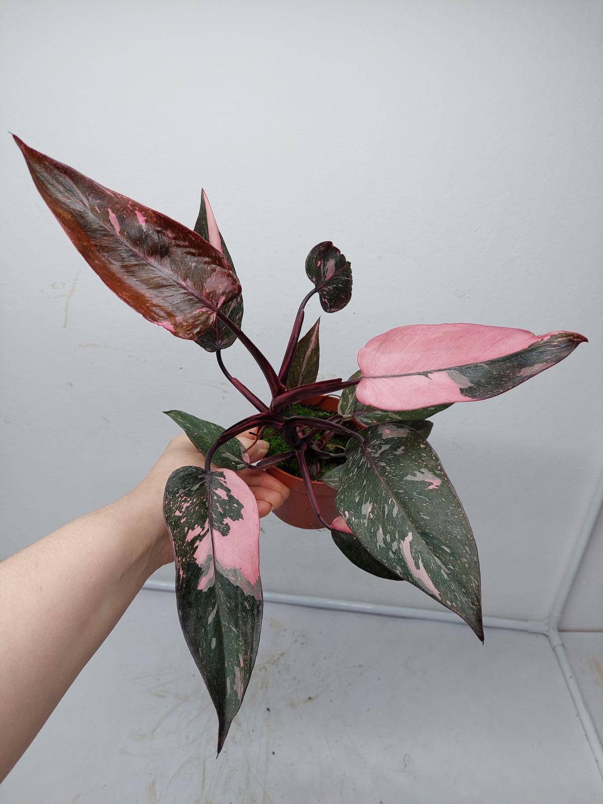 Philodendron Pink Princess Marble