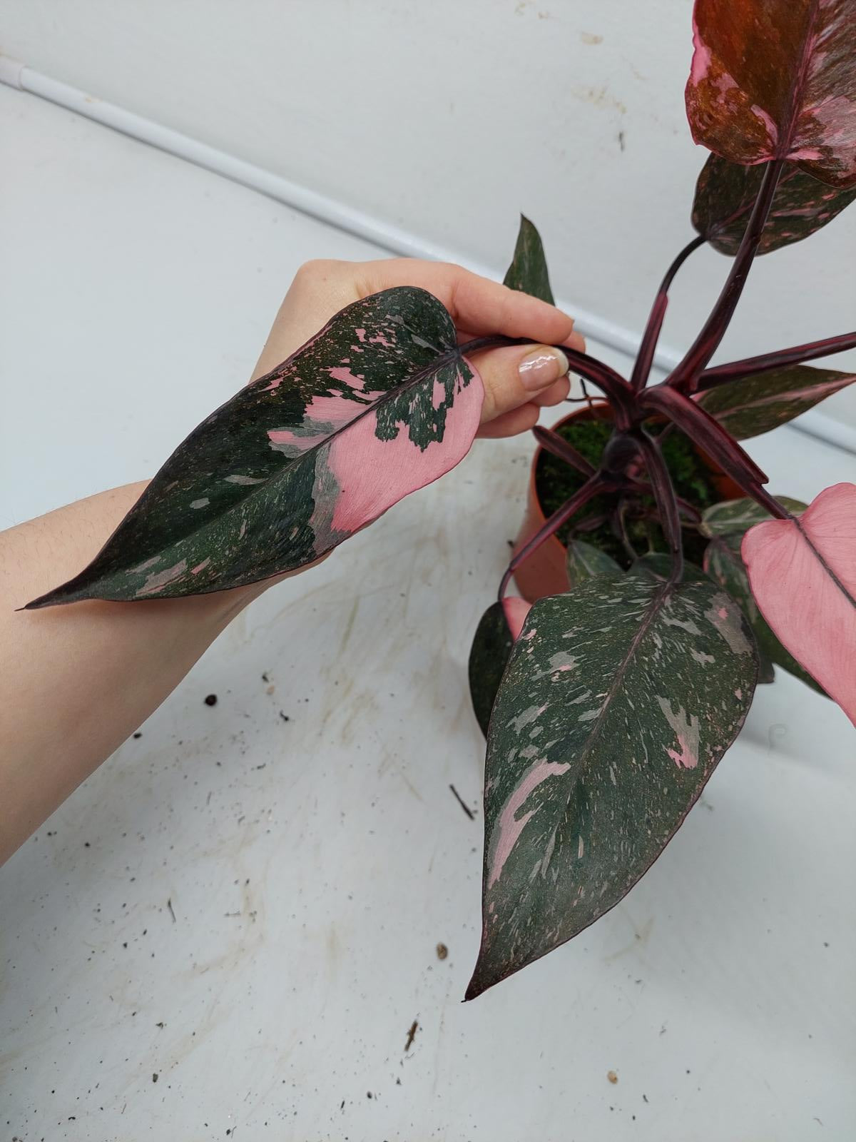 Philodendron Pink Princess Marble